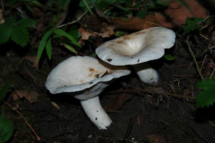 mushrooms when to harvest