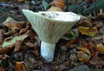 When collecting mushrooms and how to cook them?