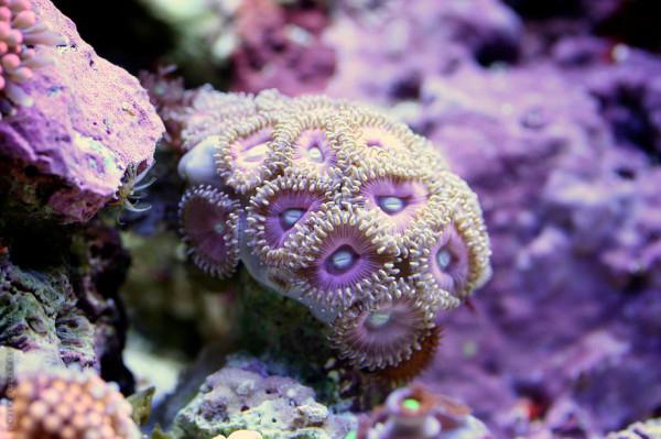  egito recifes de coral