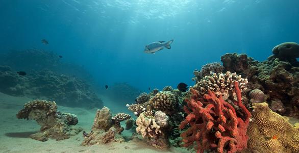 o mundo dos recifes de coral