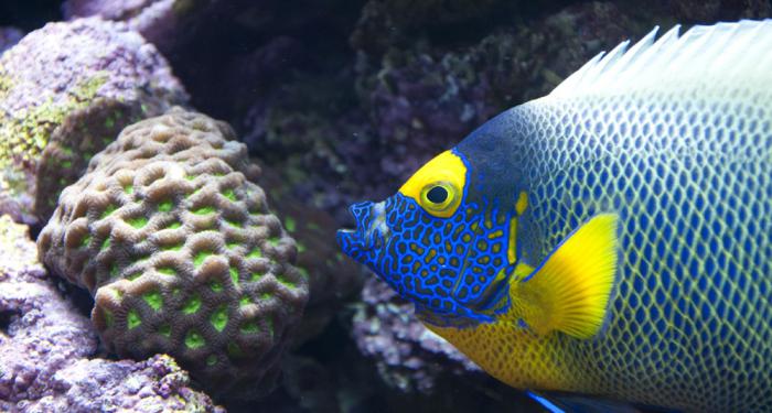 peixes de recifes de coral