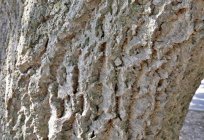 Amur velvet. Healing properties healing tree