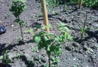 Como plantar frambuesas: consejos de cultivo