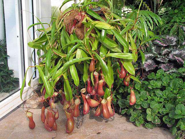 Nepenthes Pflege
