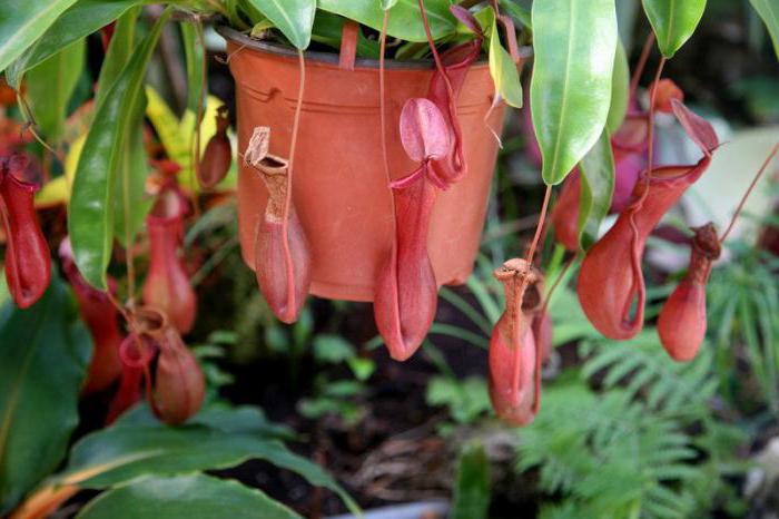 Nepenthes Foto
