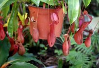 Nepenthes: care at home photos and description of carnivorous plants