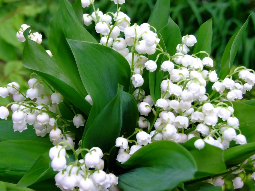 Lily of the valley symbol