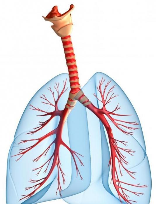 重要な容量の肺
