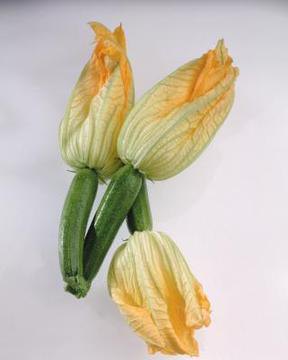 ¿por qué amarillean germen de pepino en invernadero 