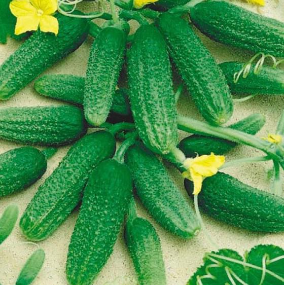 why germs cucumbers turn yellow on the balcony
