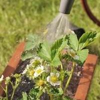 how to irrigate strawberries during flowering