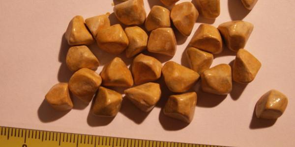 pedras no fígado tratamento