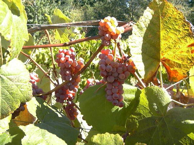 grapes Ruta