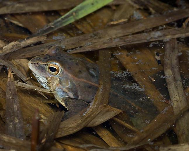 остромордая żaba