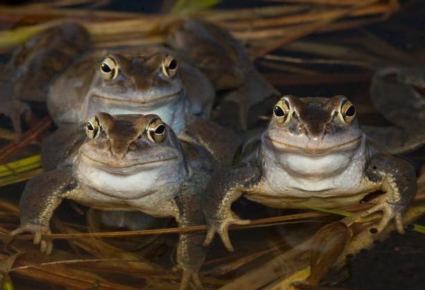 гостроморда жаба фото