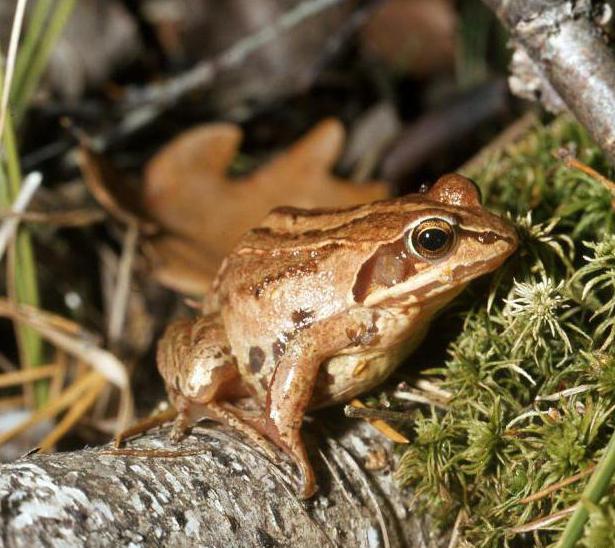 спостереження за травоїдної і гостромордої жабою