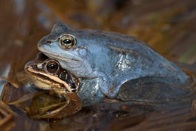 moor frog reproduction