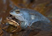 La rana остромордая: características de los estilos de vida y la reproducción de los