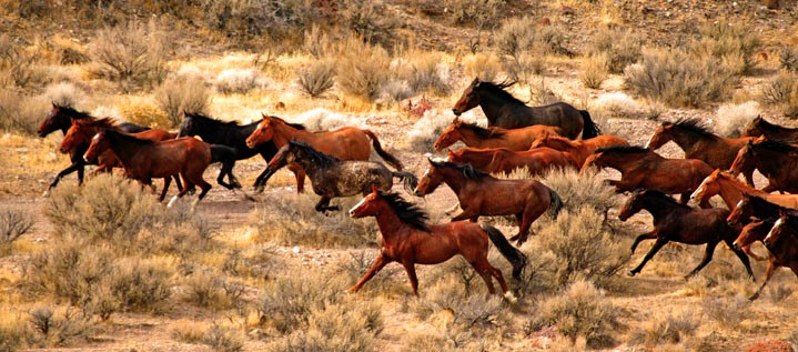 die Wilden Mustangs
