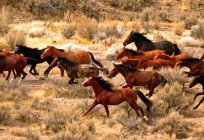 Mating horses: types, preparation, timing. Breeding and reproduction of horses