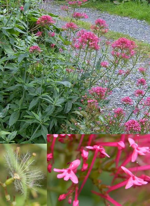 a Herbaceous plant of the family Valerian list