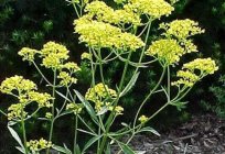 Plantas herbáceas de la familia de валерьяновых - beneficios para la salud