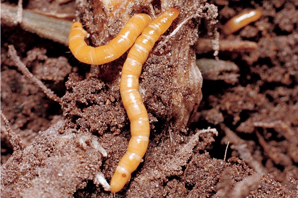 Wireworms जमीन में