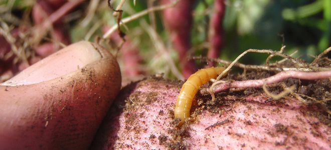 Wireworms in potatoes
