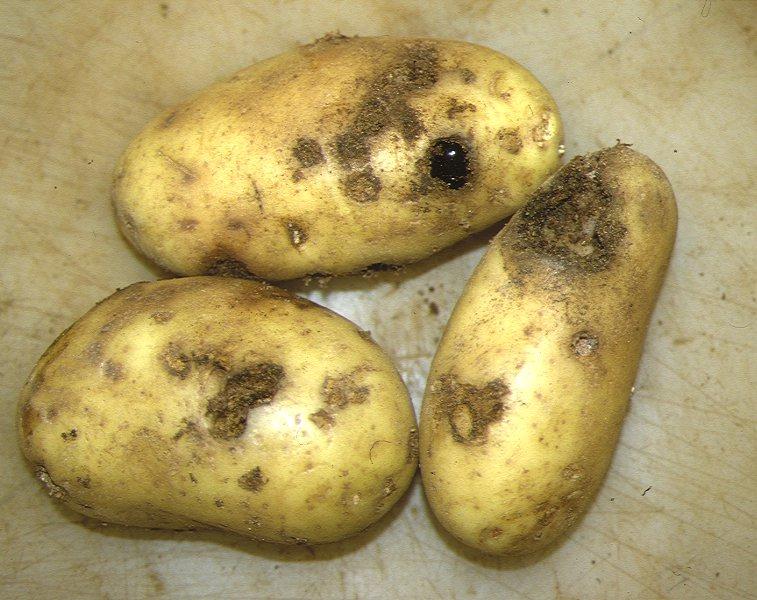 Estragado batatas