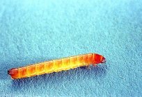 कैसे करने के लिए से छुटकारा पाने के wireworms में एक आलू की साजिश?