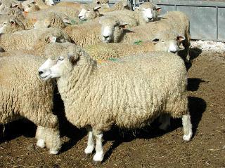 owce rasy mięsnej