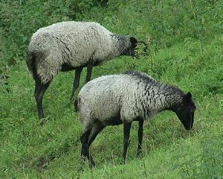 Fleisch züchten Schafe in Russland
