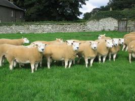 la raza de las ovejas de carne de dirección