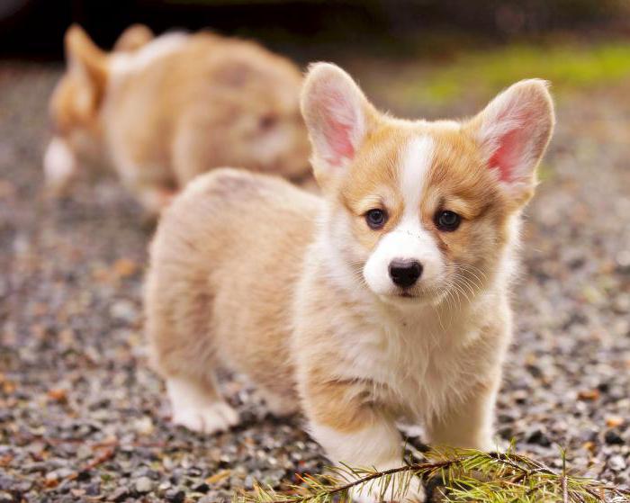 dog breed Welsh corgis and their characteristics