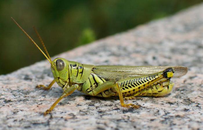 orthopterous कीट