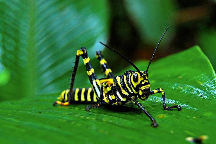 orthopterous insect