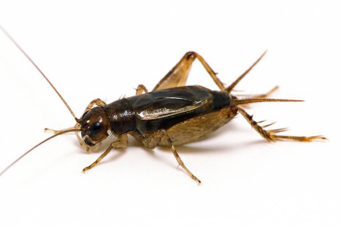 الحشرات أوامر Orthoptera السماعات Tarakanova