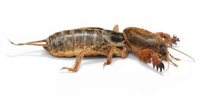 атрады насякомых таракановые прамакрылыя уховертки аднадзёнкі