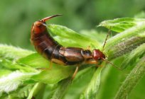 Прямокрылые insectos: descripción, características, tipos y clasificación
