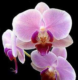Orchids of Vietnam