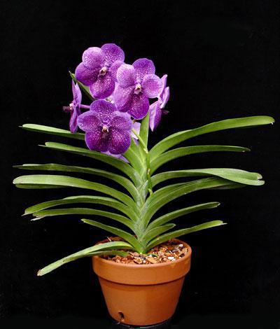 How to plant an Orchid