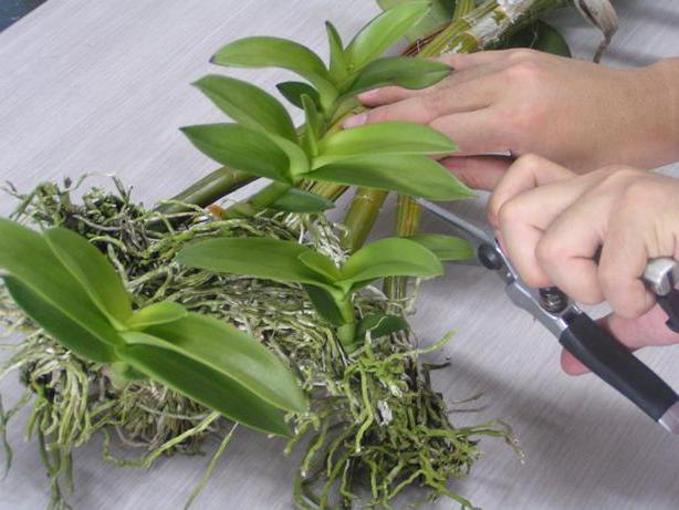 How to plant an Orchid