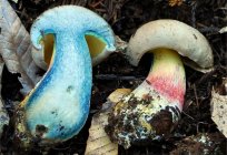 Помилковий білий гриб: як відрізнити від справжнього?