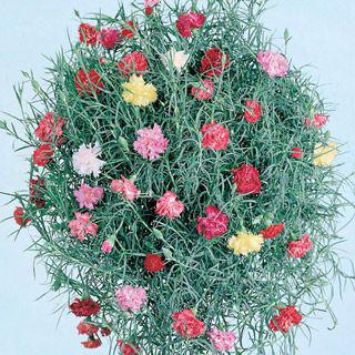 Carnation pinnate, growing from seed photo