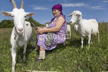 Gorky goat