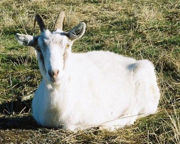 Saranskie goats