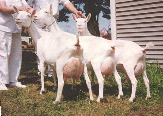 Raising goats