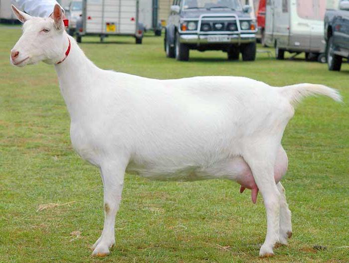 Toggenburg breed of goats