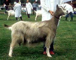 Toggenburgs goats