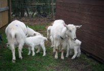Raças de cabras leiteiras: a descrição, a foto. Criação de caprinos